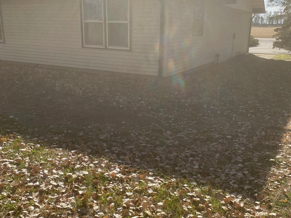 Leaf Cleanup Battle Creek, NE